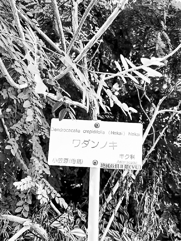 A scientific nameplate with both Japanese and Latin words placed in front of a plant with thin branches and small leaves.