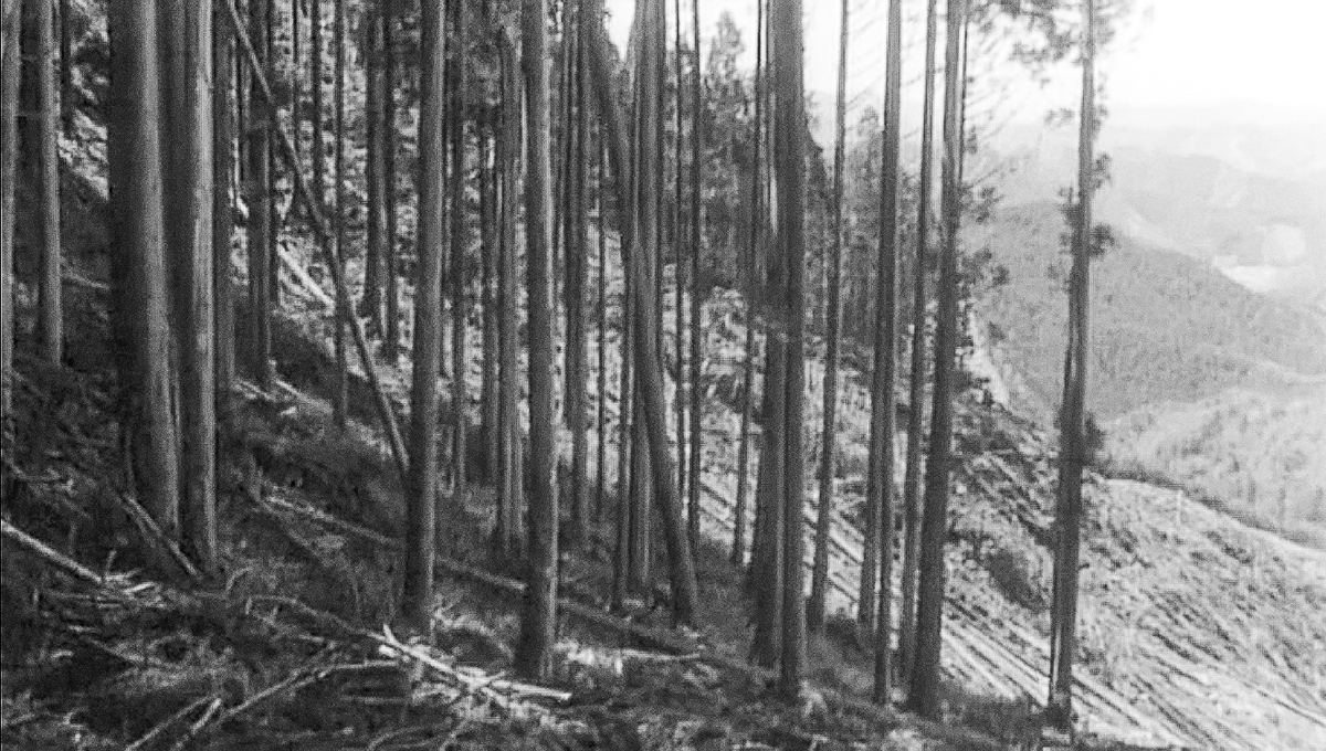 A stand of trees overlooks a forested valley from the side of a mountain.