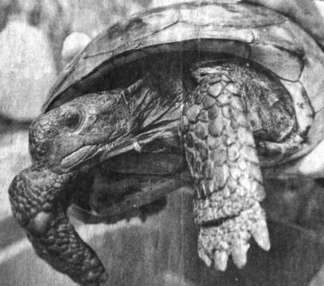 Lucky the Gopher Tortoise is held by a rescuer.