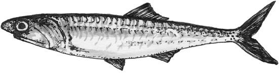 Anchoveta line drawing.