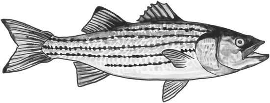 Striped bass line drawing.