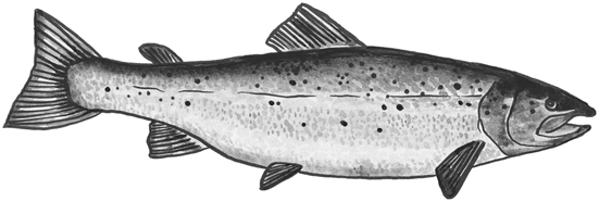Atlantic salmon line drawing.