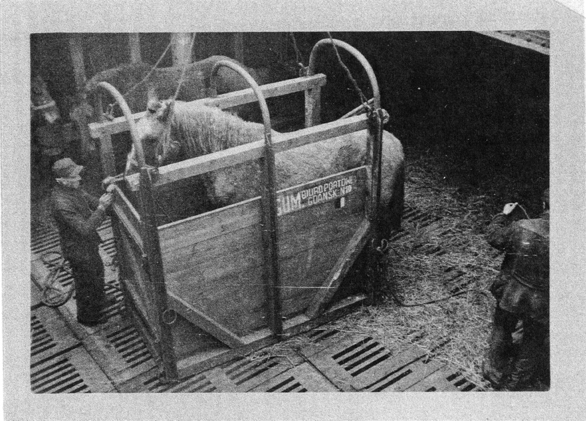Figure 7. A man ties the reins of a horse to an open-top wooden crate for transport.