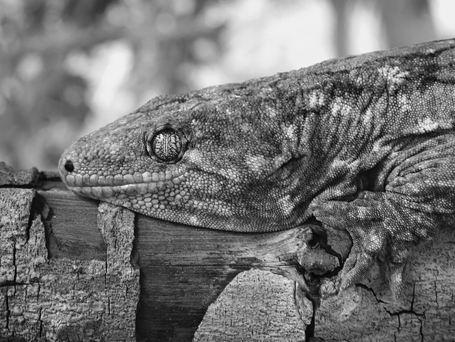 A giant gecko rests its massive body on a tree branch.