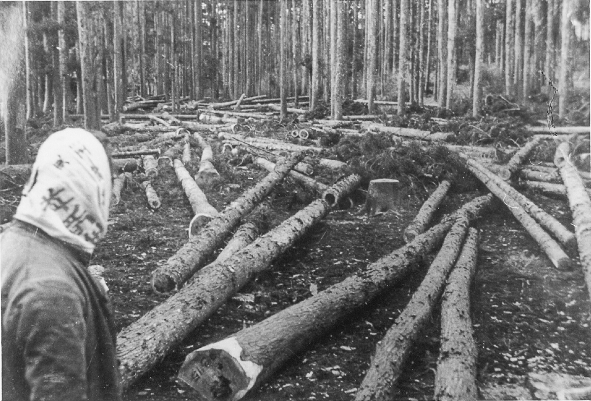 A human figure with a cloth over their head stands off-center in front of numerous cut-down trees. A dense forest stands in the background.