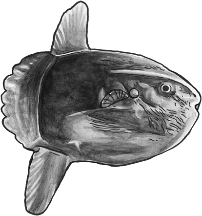 Ocean sunfish line drawing.