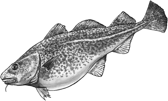 Atlantic cod line drawing.