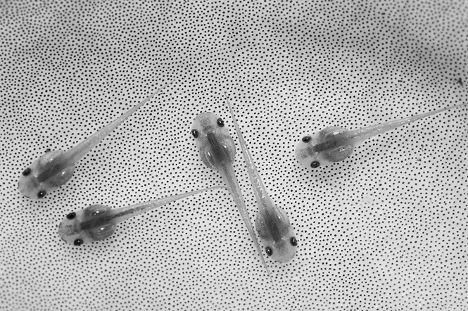 Five Matang Narrow-Mouthed Frog tadpoles illustrate their distinctive body shape. Their large eyes are located on the sides of their heads, and their long, thin, pointed tails are about seventy percent of their total body length.