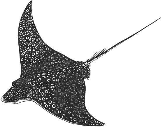 Whitespotted eagle ray line drawing.