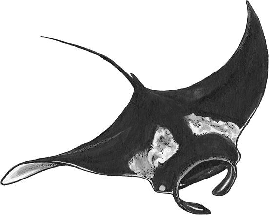 Giant manta ray line drawing.