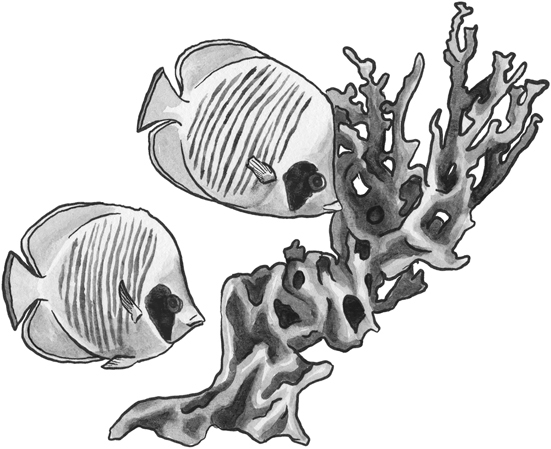 Bluecheek butterflyfish line drawing.