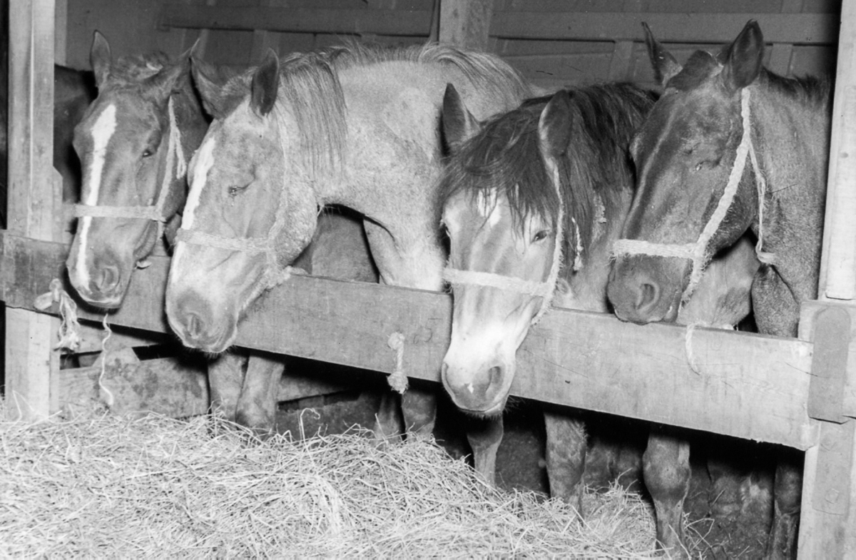 Figure 4. Four horses stand in a stable, reaching for the hay outside the stall.