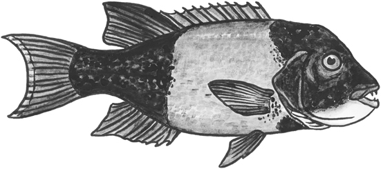 California sheephead line drawing.