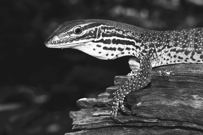 A Yellow-Spotted Monitor lizard rests on a log.