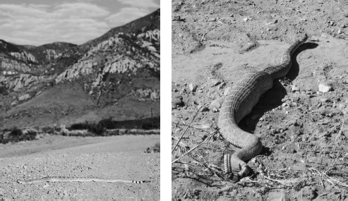 On its outbound journey, a normal-looking Western Diamondback heads across a flat road with mountains in the background. Later, on its inbound journey, it has a very large food bulge in the middle of its body.